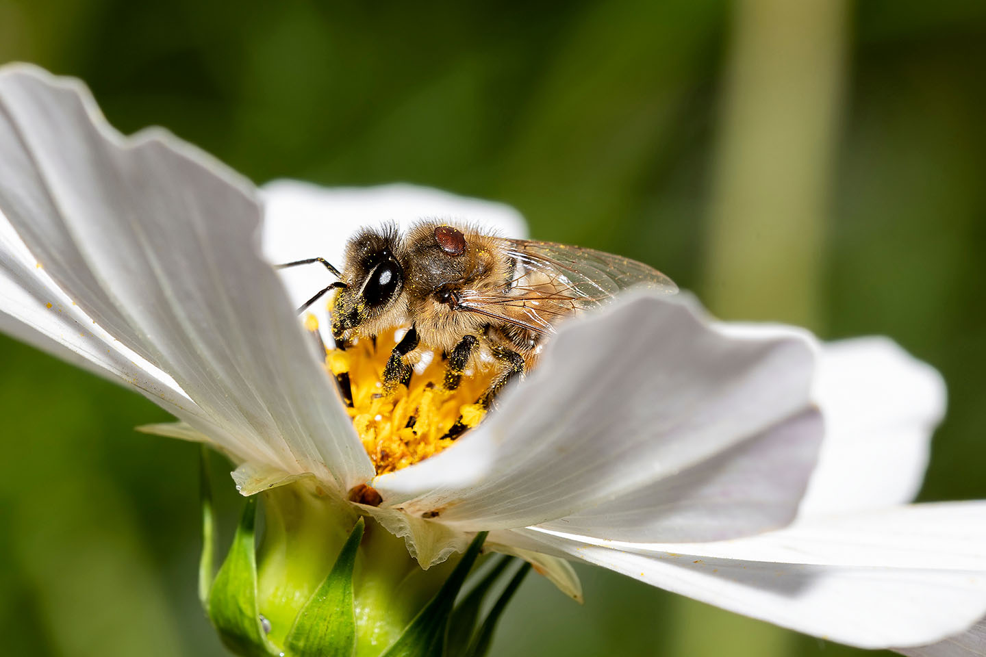Le Varroa